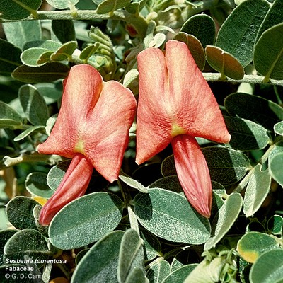 West Maui Sesbania tomentosa