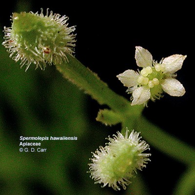 West Maui Spermolepis hawaiiensis