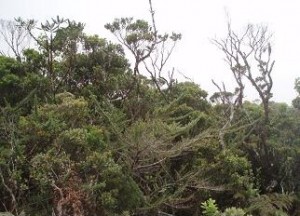 ‘Ohi‘a-dominated forest near Hono O Na Pali NAR, Kaua‘i, that has been nominated as a natural area reserve.