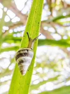 Achatinella concavospira_3 David Sischo
