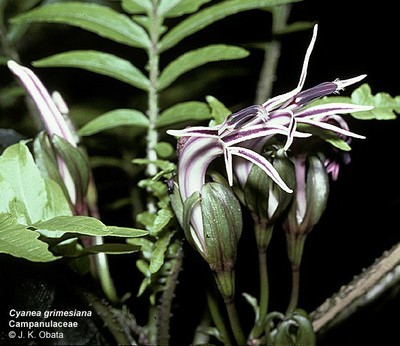 Cyanea grimesiana ssp grimesiana