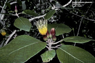 Hesperomannia arbuscula