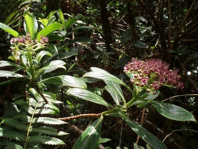 Native kanawao and uluhe lau nui fern
