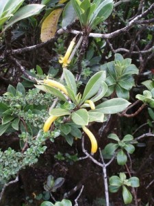 Native Ohe naupaka in bloom