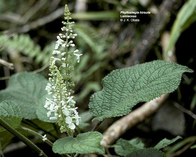 Phyllostegia hirsuta