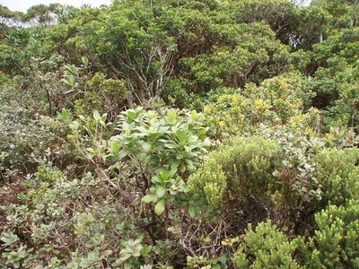 The distinctive short-statured bog vegetation of the alakai