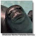 hawaiian monk seal
