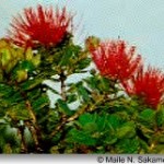 ohia lehua