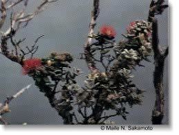 ohia lehua