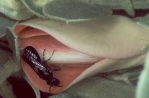 yellow faced bee - photo: Karl Magnacca