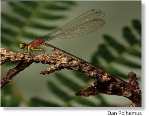 Kaluanui_Blackline Hawaiin damselfly_Dan Polhemus