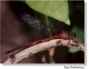 Kaluanui_Oceanic Hawaiian damselfly_Dan Polhemus