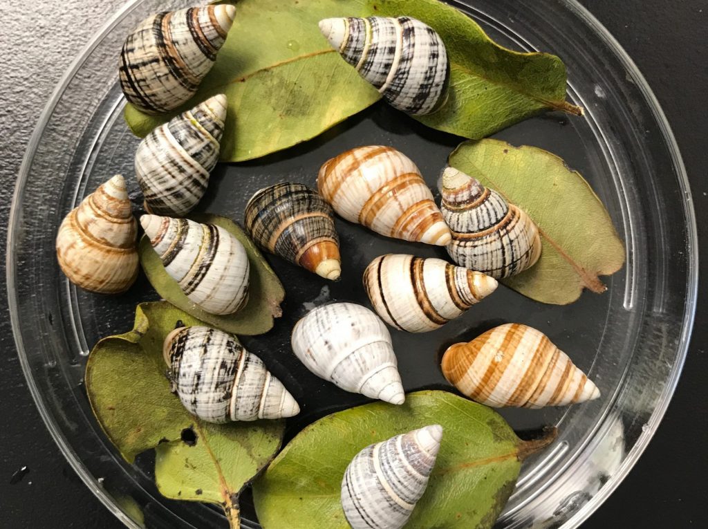 Group of kāhuli in a petri dish at the SEPP captive rearing facility.