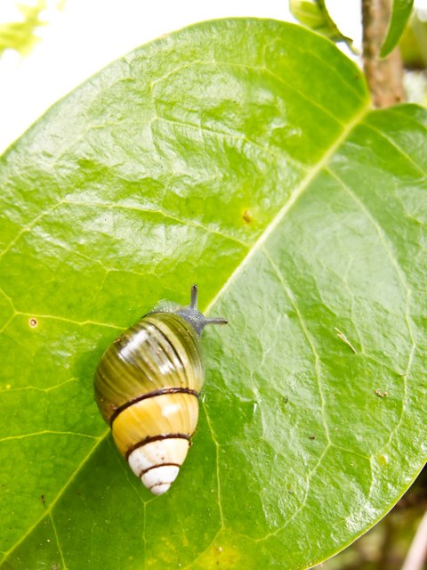 Achatinella byrnoii