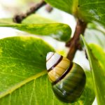 Achatinella byrnoii