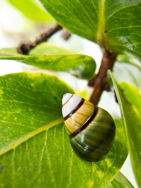 Achatinella byrnoii