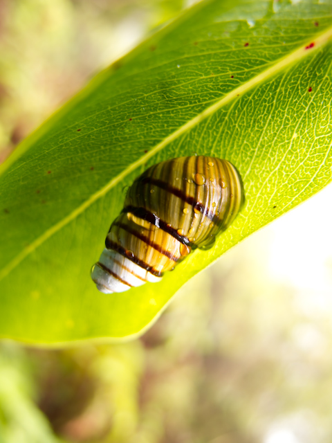 Achatinella byrnoii