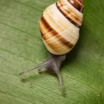 Achatinella fuscobasis