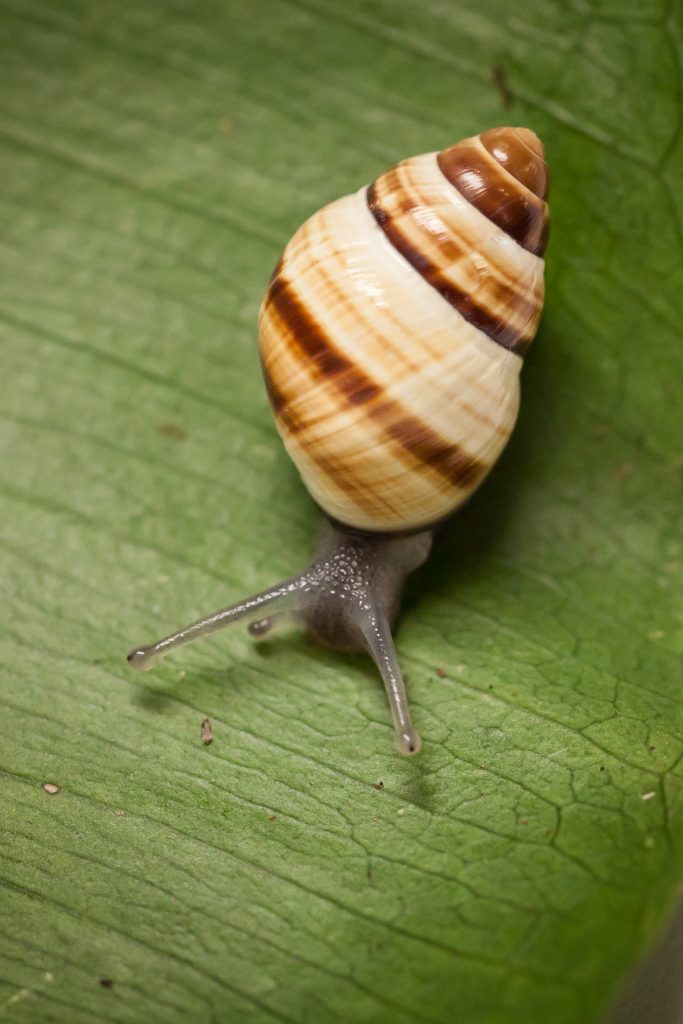 Achatinella fuscobasis