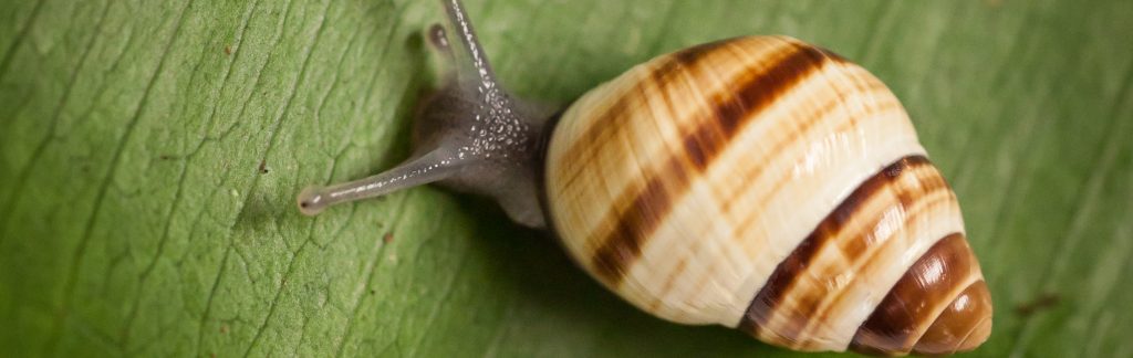 Achatinella-fuscobasis