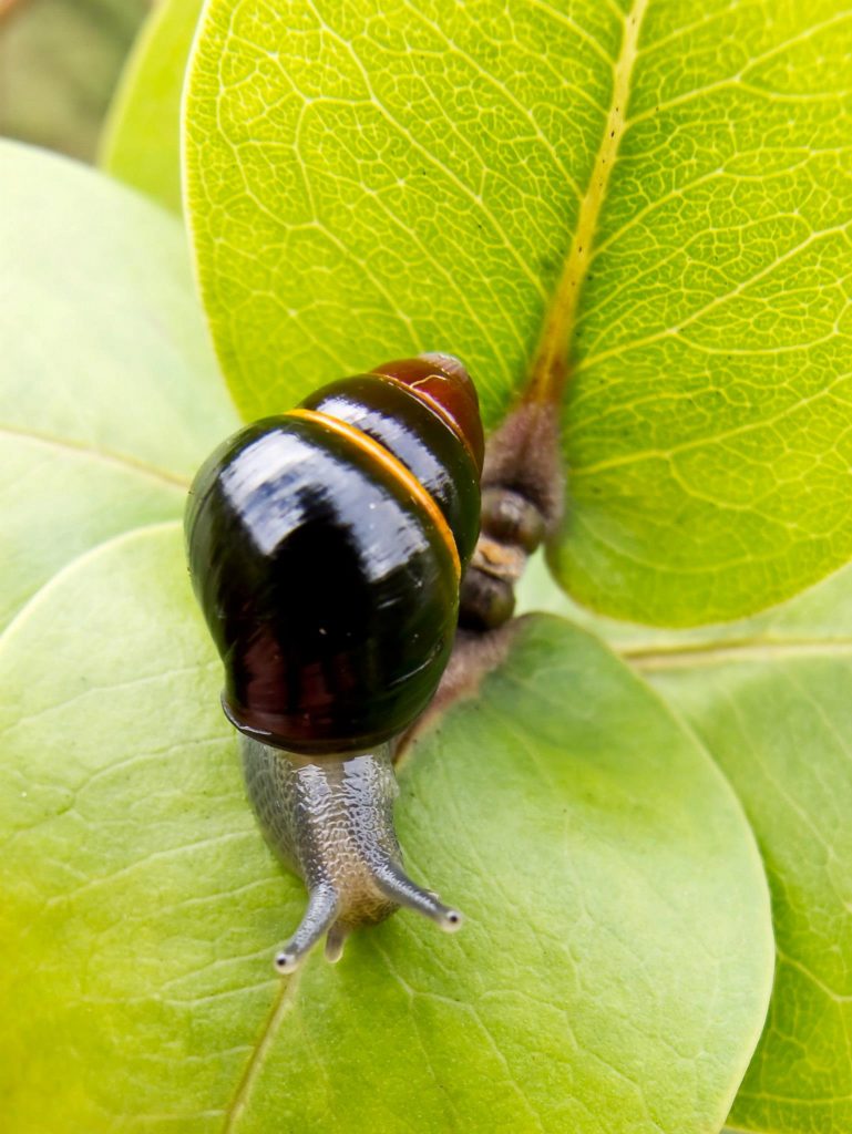 Achatinella lila