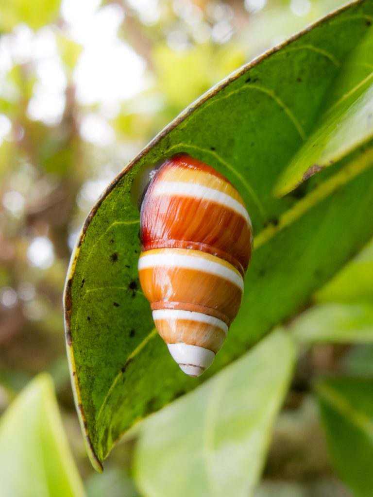 Achatinella livida