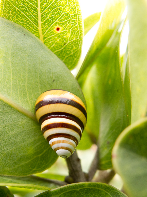 Achatinella livida