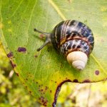 Achatinella mustelina