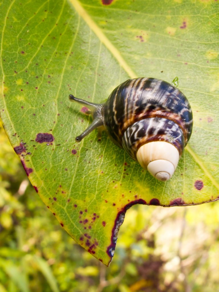 Achatinella mustelina