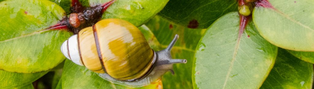 Achatinella sowerbyana