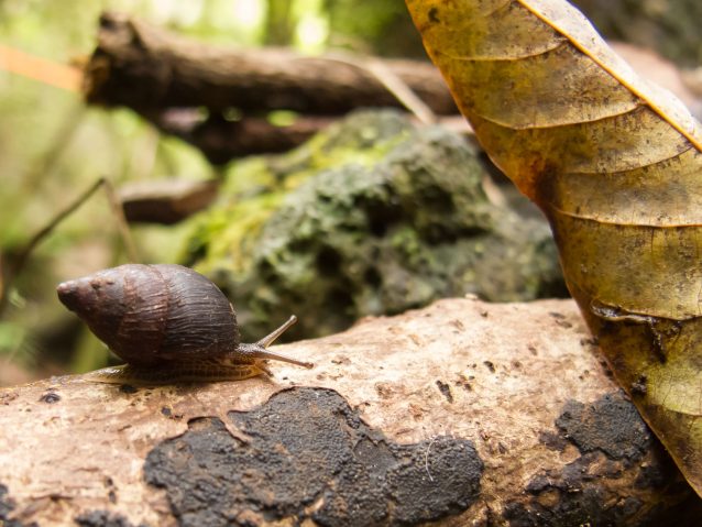 Amastra intermedia crawling