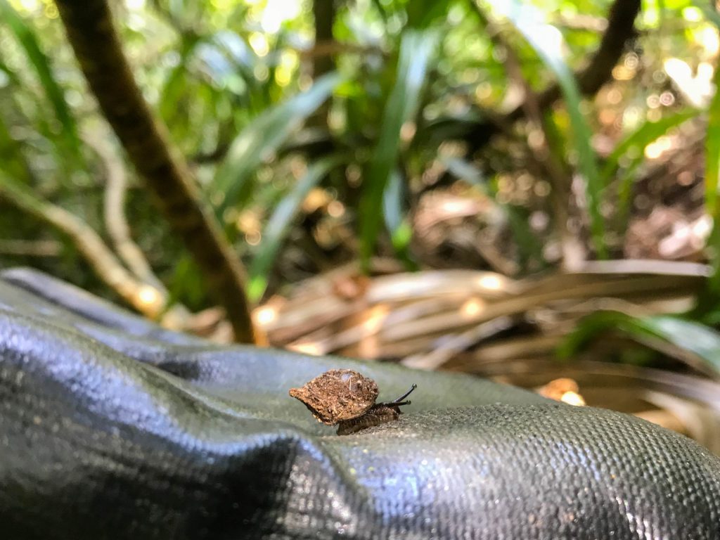 Amastra goniops crawling