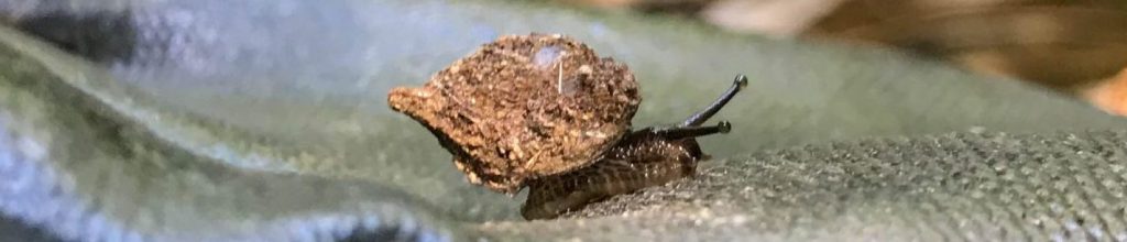 Amastra goniops crawling