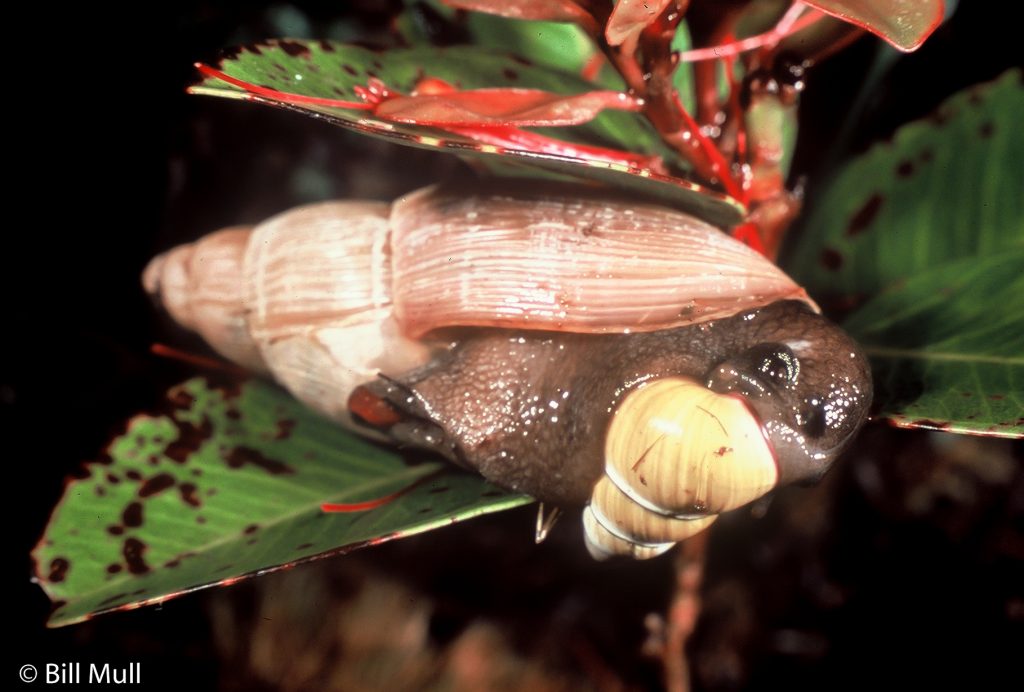 Euglandina predating Achatinella