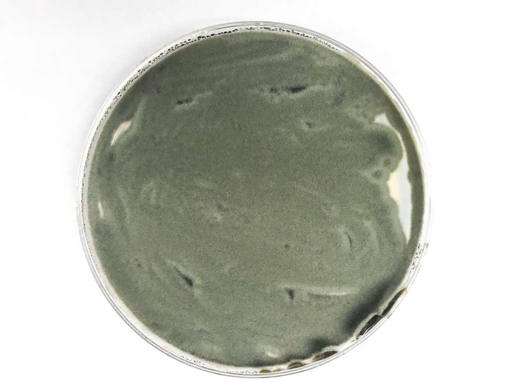 A cladosporium fungal plate used to supplement the diet of snails in captivity.