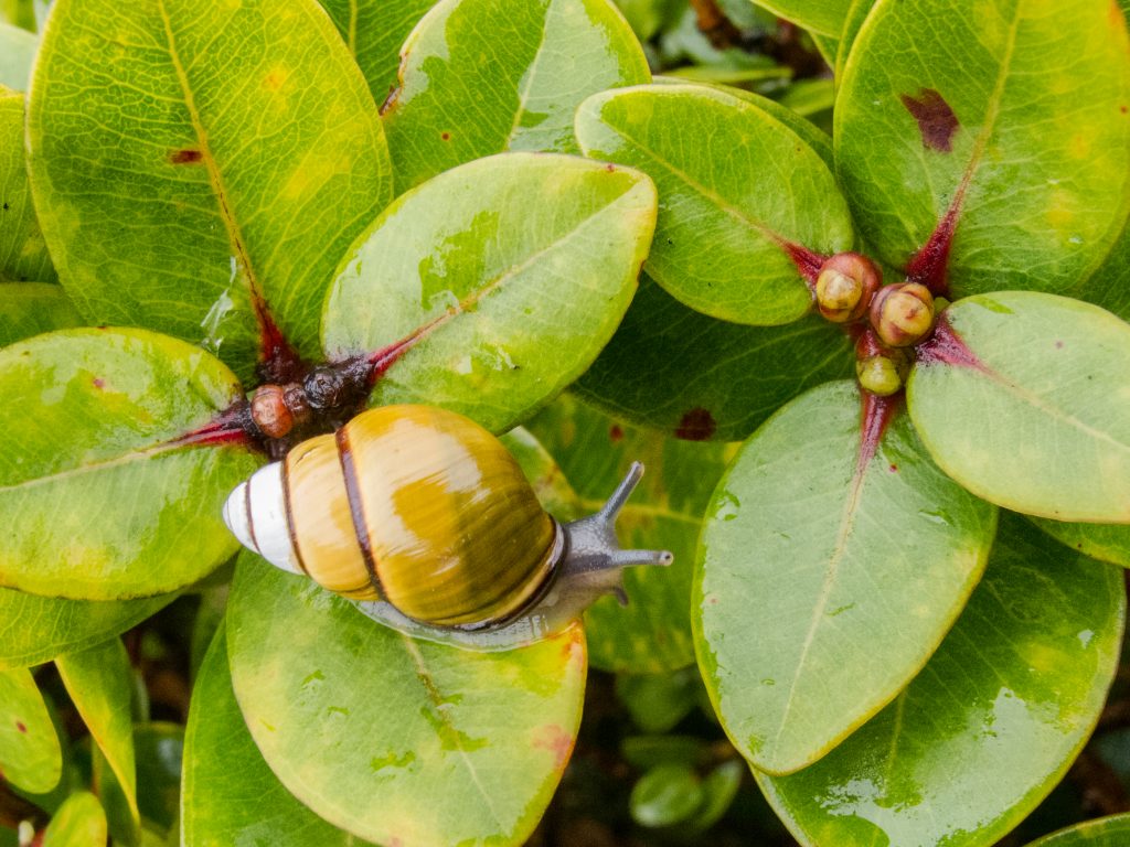 Achatinella sowerbyana