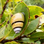 Achatinella sowerbyana