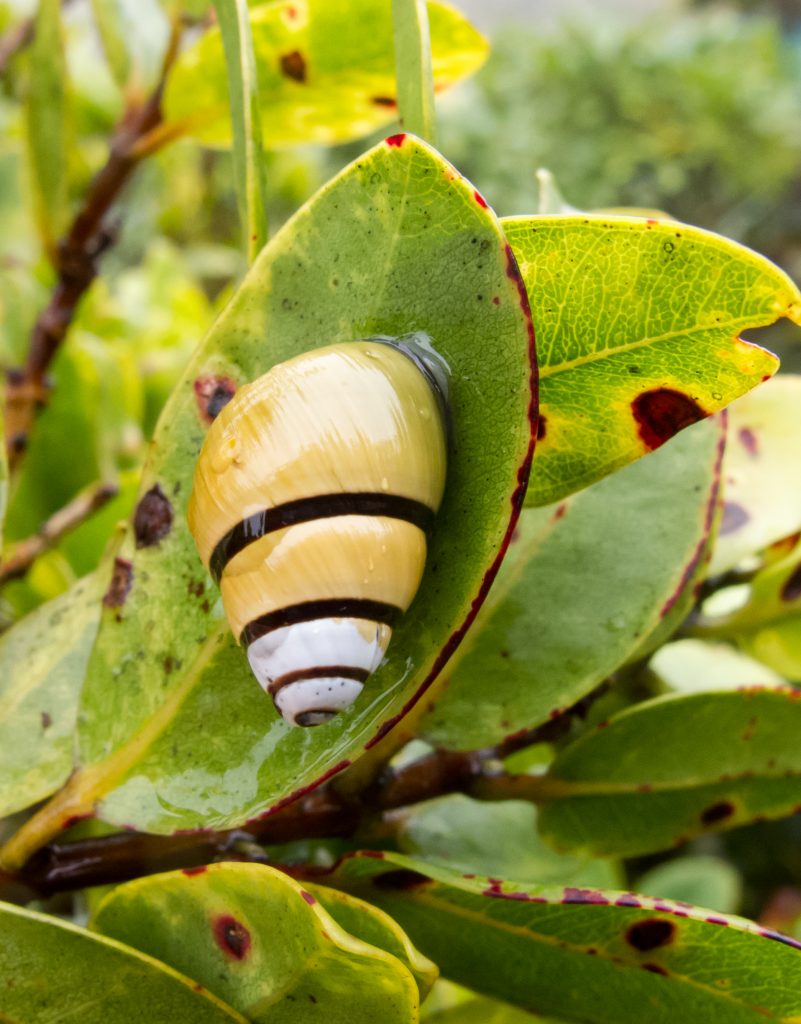Achatinella sowerbyana