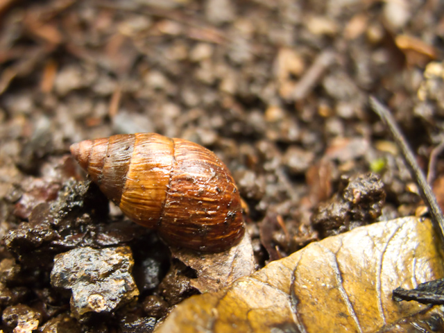 Amastra intermedia estivating 