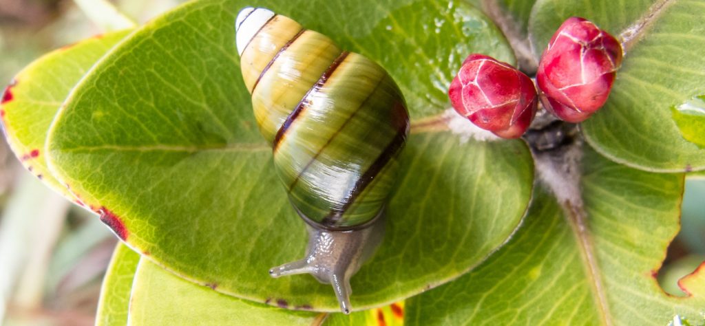 Achatinella byronii on ohia 