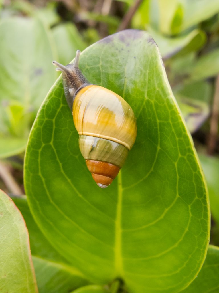 Achatinella lila