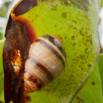 Achatinella bulimoides