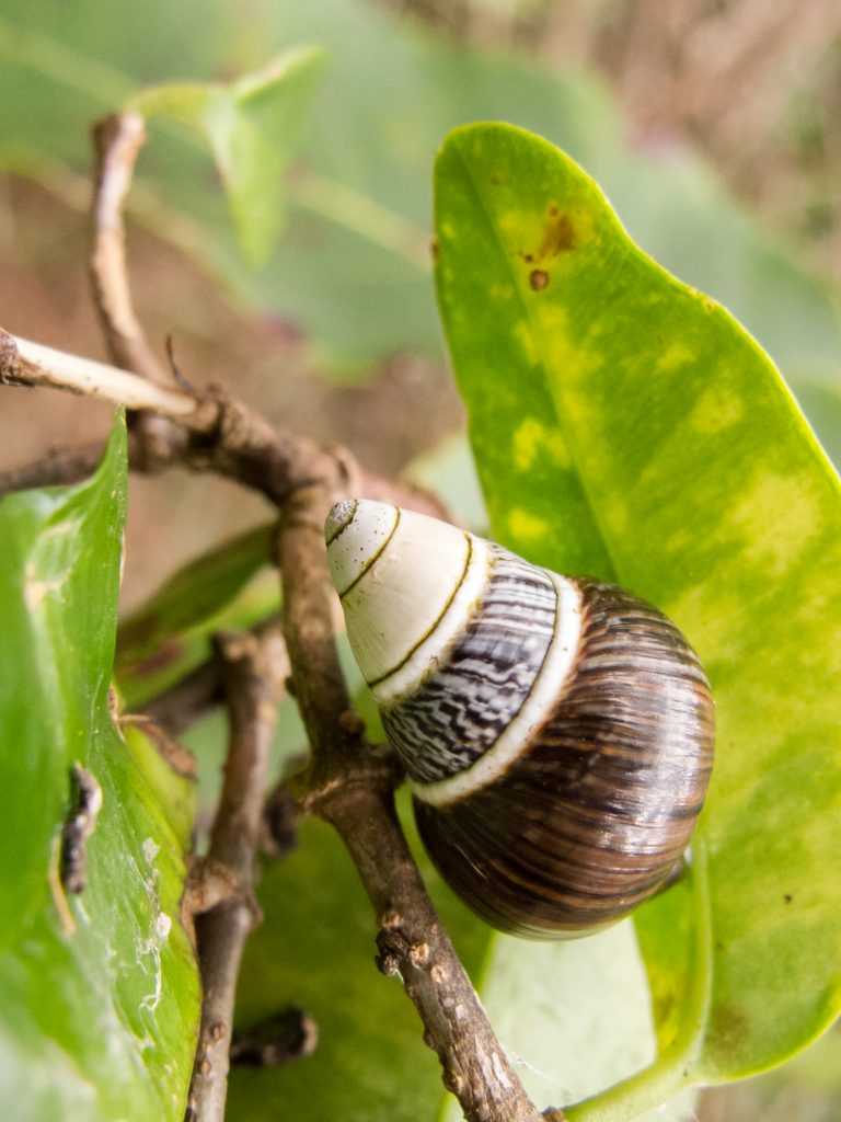 Achatinella mustelina