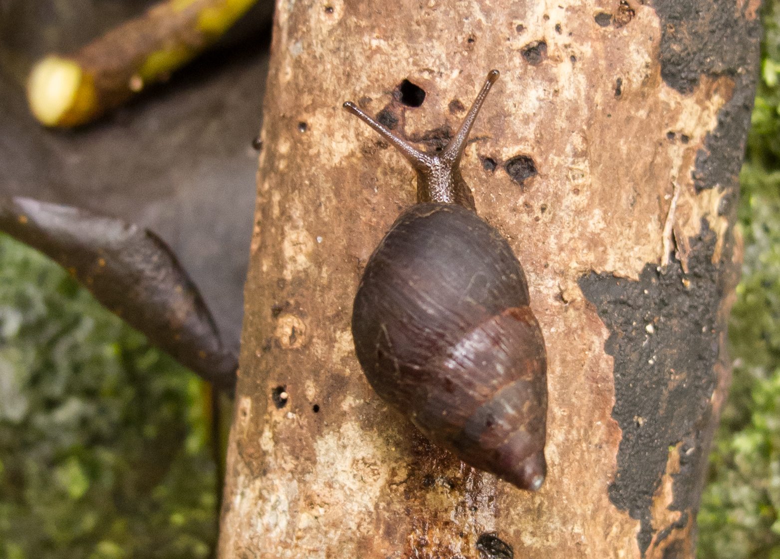 Amastra intermedia crawling