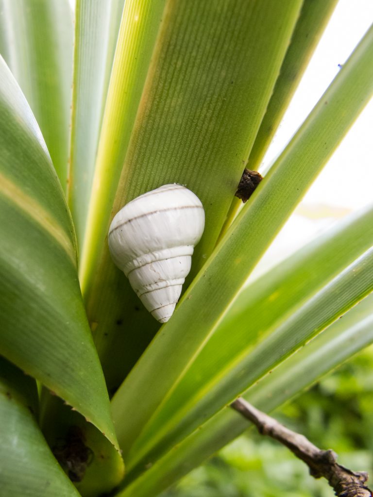 Achatinella concavospira