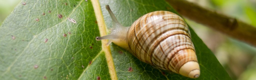 Achatinella mustelina