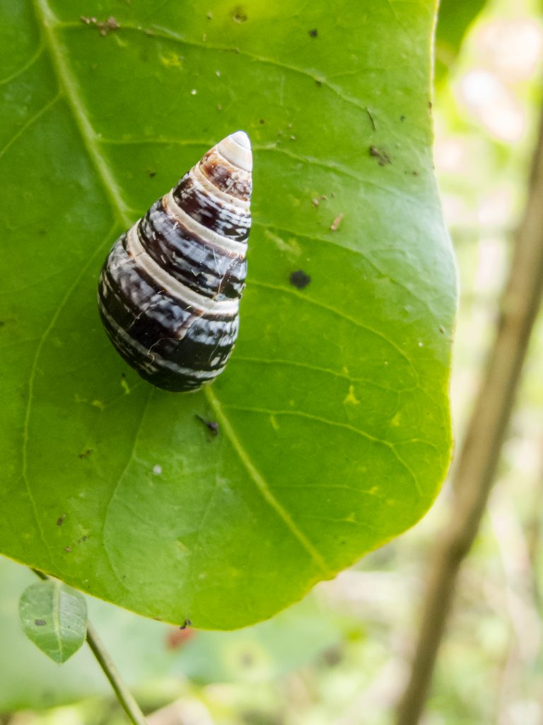 Achatinella mustelina