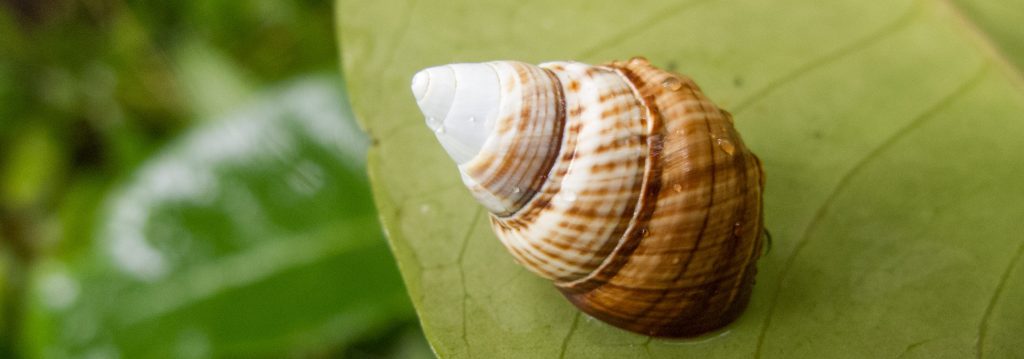 Achatinella concavospira