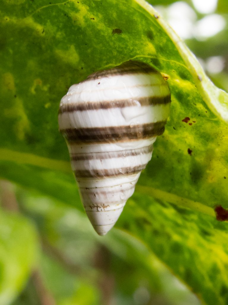 Achatinella concavospira