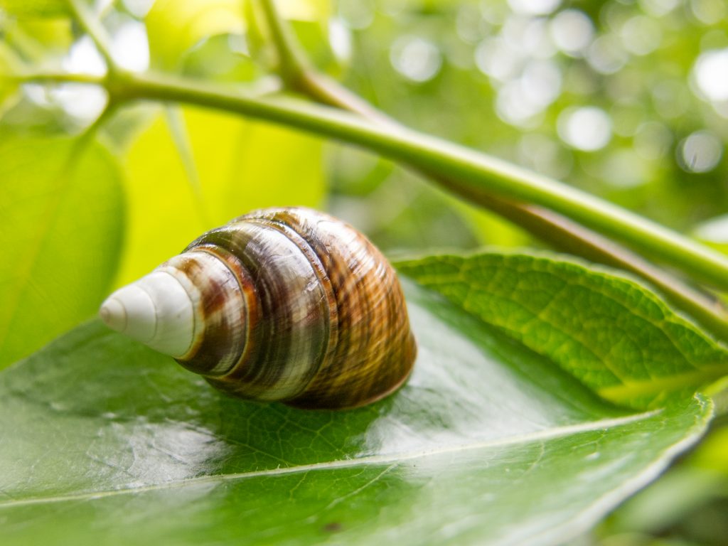 Achatinella concavospira